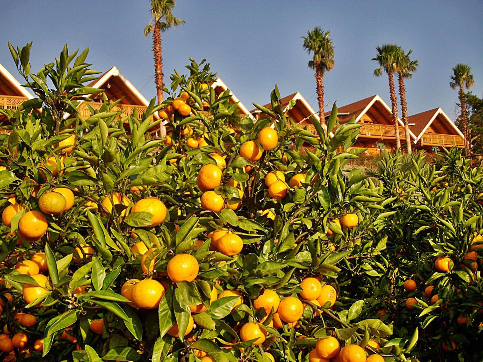 Jungmun Log Pension & Resort Seogwipo Exterior foto